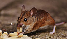 24 Hour & Emergency Exterminators in Winter Park, FL